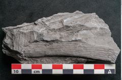 Foto (Detailansicht) von Calamites communis Ettingshausen (NHMW-GEO-2024-0188-10980)